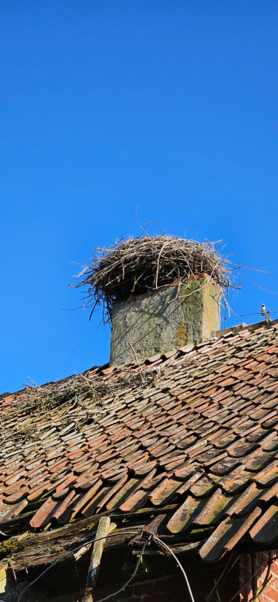 Oliwkowe Jerzykowo -Klimatyzacja Villa Radzieje Luaran gambar